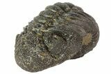Morocops Trilobite Fossil - Partially Enrolled #67004-3